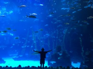 Poema del Mar Aquarium