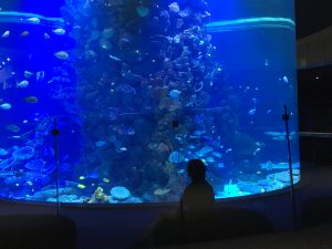 Poema del Mar Aquarium