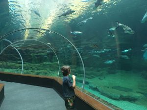 Poema del Mar Aquarium